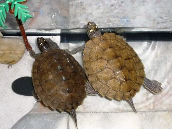 [Rafael&ClÃ¡udia[1].JPG]